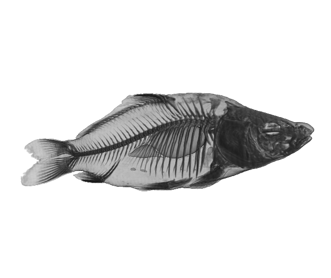 Carp dataset: reconstructed image